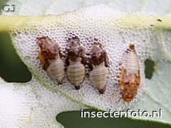 larve (1600*1200)